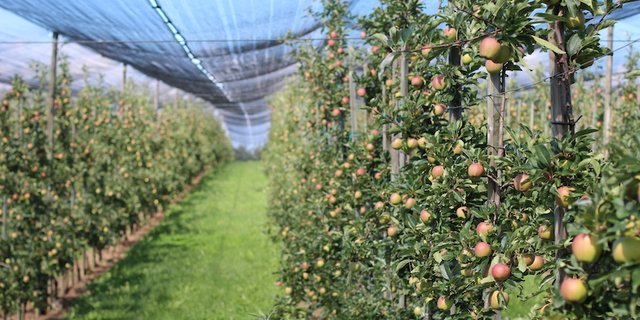 Zwar stiegen die Obst-Verkäufe im Detailhandel während der Corona-Krise an, es wurde wegen geschlossener Restaurants aber weniger Apfelsaft getrunken. (Bild zVg SOV)