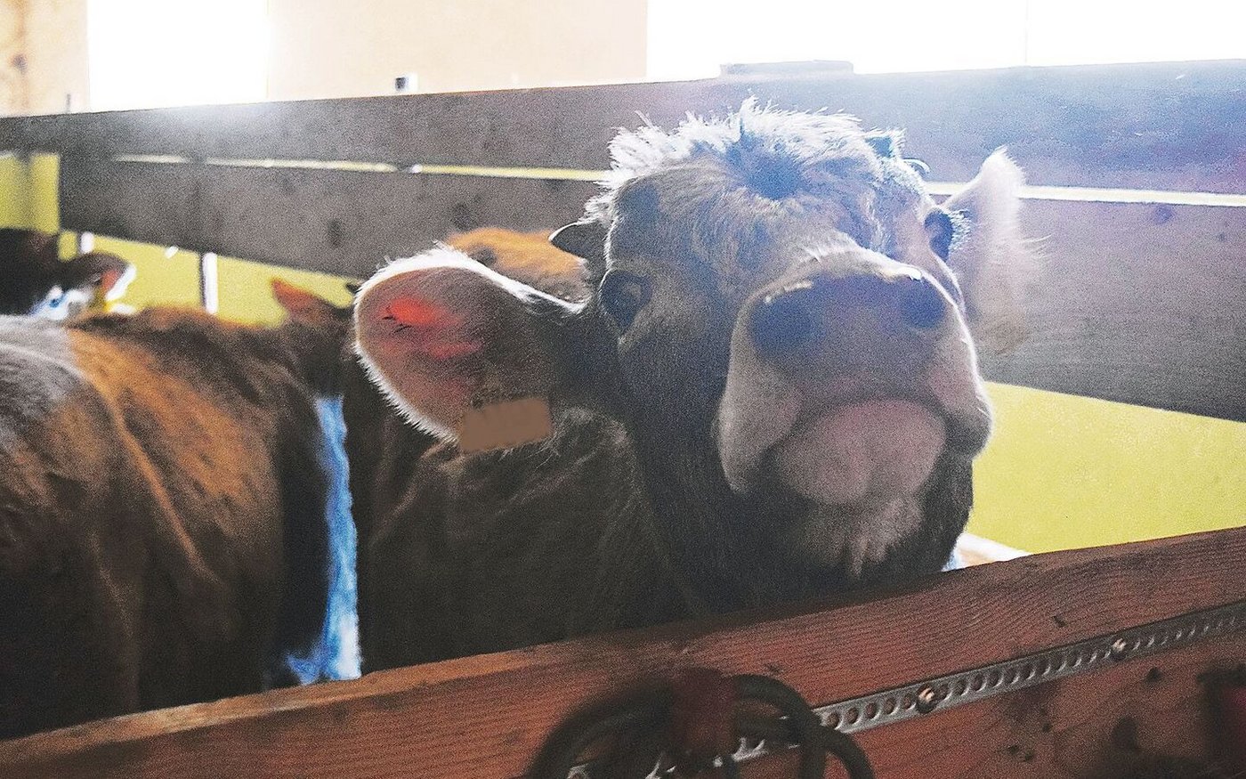 Weibliche Kälber bleiben für die eigene Aufzucht auf dem Betrieb.