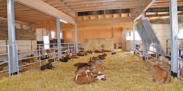 Je nach Rasse sind die Tränkekälber beliebt oder nicht. (Bild «die grüne»)