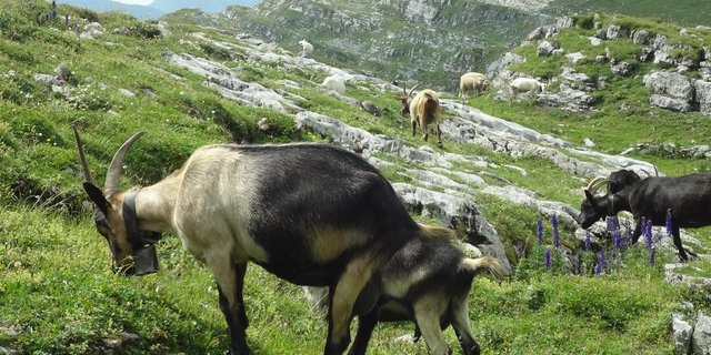 Auf der Glattalp SZ verbringen Ziegen und Schafe zusammen den Alpsommer. Bild: BauernZeitung