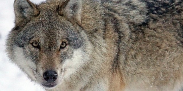 Aktuell wird versucht, die Wölfin zu vergrämen. (Bild Pixabay)