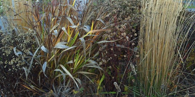 Etwas "Unordung" lohnt sich: mahlerische Pflanzenstrukturen im Winterhalbjahr. (Bilder Ruth Bossardt)