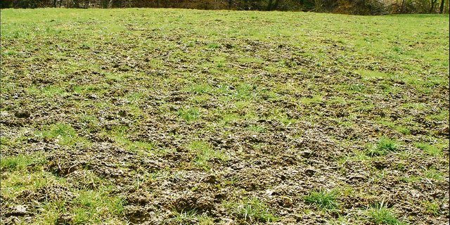 Offene Grasnarbe nach Mäuseschäden.(Bild Cornel Stutz/Agroscope)