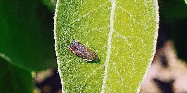Apfelwickler zw. Mitte Juni–Mitte August kontrollieren.