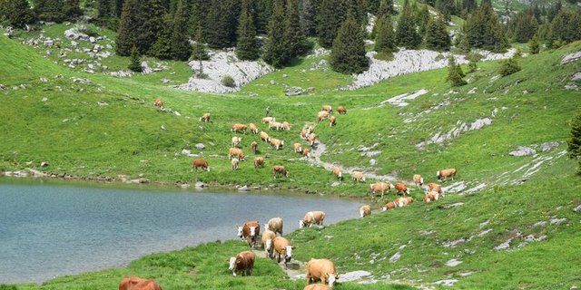 Die Berggebiete sind grundsätzlich zufrieden mit der AP 22+. (Bild Fankhauser Peter Fankhauser)