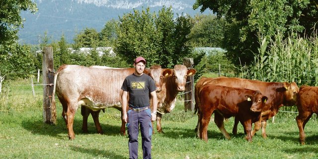 In Simon Kaufmanns Herde laufen weissschimmlige Shorthorn-Mutterkühe, reinrassige Limousin und F1-Kreuzungstiere.(Bilder jsc)