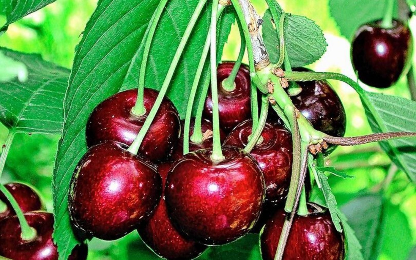 Damit die Kirschen im Sommer so aussehen, gilt es jetzt, das Insektenschutznetz möglichst dicht zu montieren. 