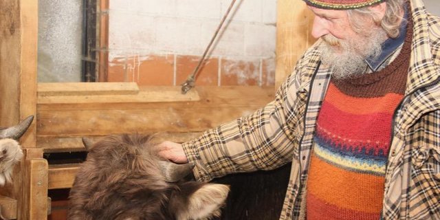 Armin Capaul kämpft für horntragende Kühe und Ziegen.   Die Enthornung verurteilt er als Verstümmelung der Tiere. (Bild cap)