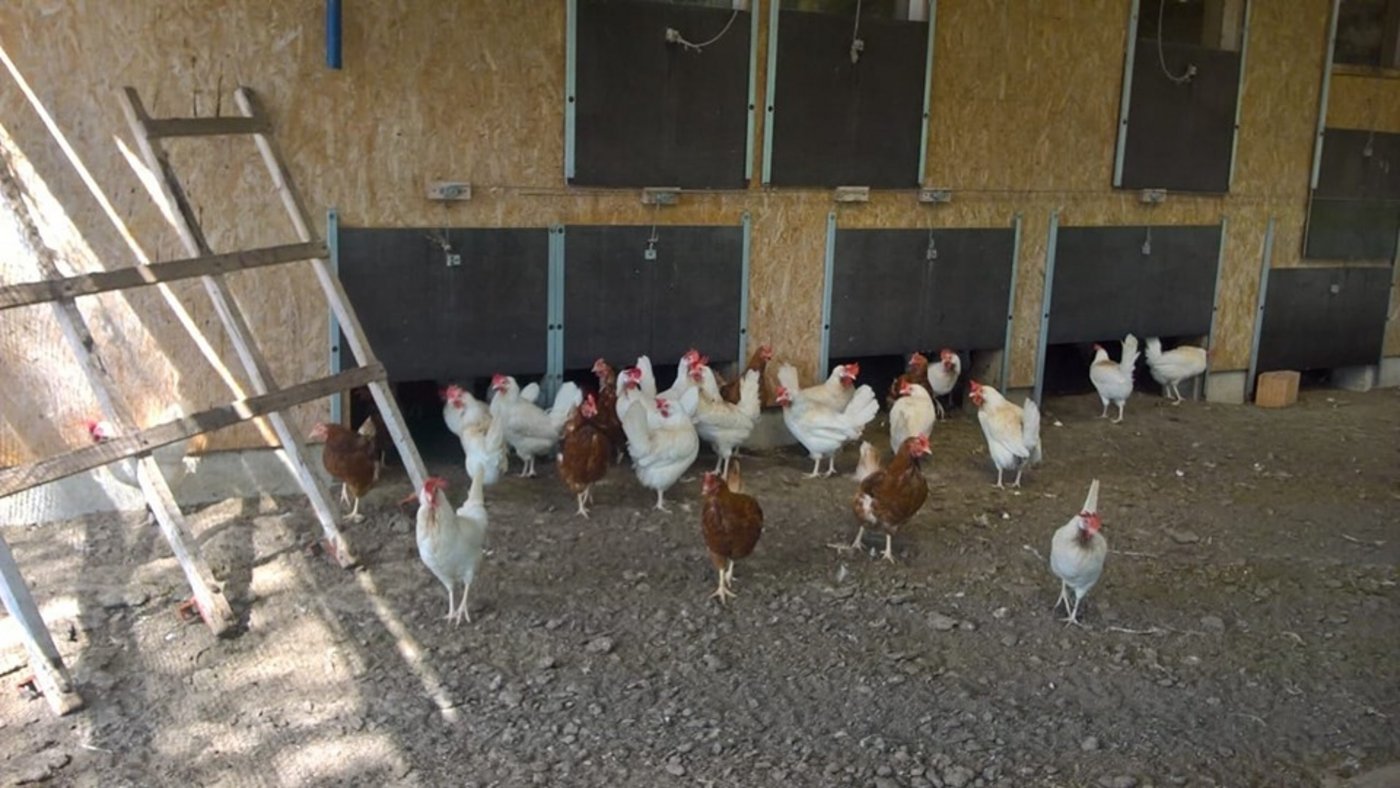 Legehennen werden zwar rund fünf Jahre alt. Weil ihre Legeleistung nach einer Weile aber nachlässt, werden sie nach rund 18 Monaten durch jüngere Artgenossinnen ersetzt. (Bild Tierhilfe Schweiz)