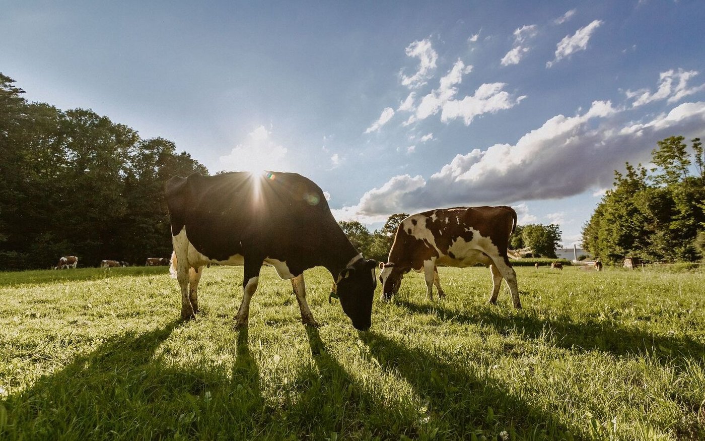 Tag- oder Nachtweide alleine dürften im neuen Programm nicht genügen. 90 kg Frischsubstanz fressen braucht entsprechend Zeit.