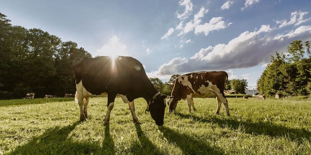 Tag- oder Nachtweide alleine dürften im neuen Programm nicht genügen. 90 kg Frischsubstanz fressen braucht entsprechend Zeit.