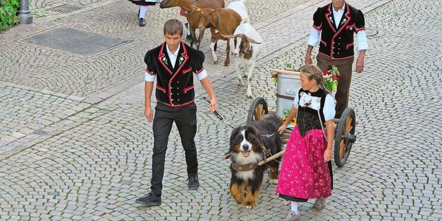 Viele verschiedenen Sujets wurden am Alpabzug präsentiert. Hier der Berner Sennenhund mit der «Bränte». 