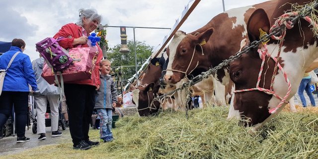 Die Besucher des 9. Solothurner Chäs-Tag freuten sich über die Landwirtschaft in der Stadt. (Bild Solothurner Bauernverband)