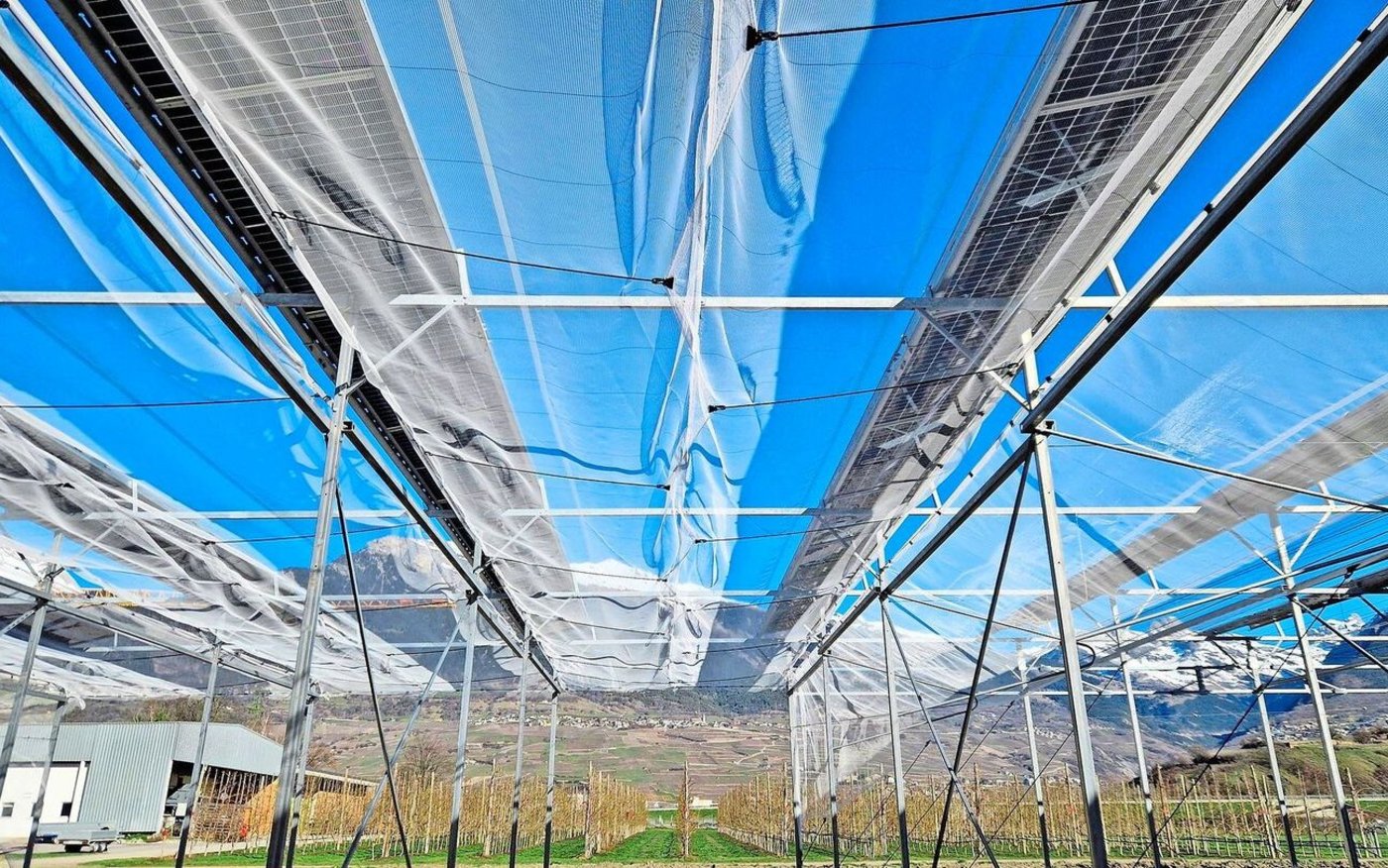 Die Agri-Photovoltaikanlage der Firma Insolight bietet einen zumindest teilweisen Schutz gegen Frostschäden. 