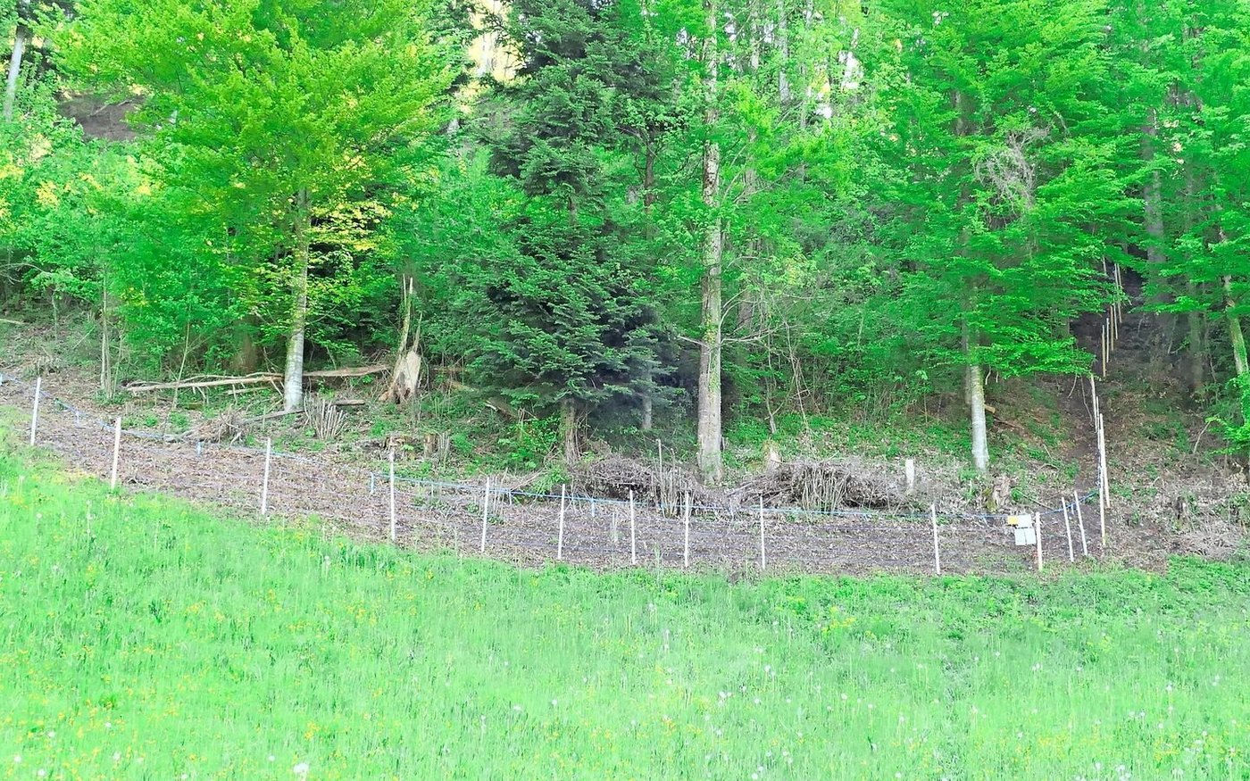 Um die steile Parzelle herum führt ein 600 Meter langer Zaun, der mit fünf Litzen und 7000 Volt gesichert ist. 