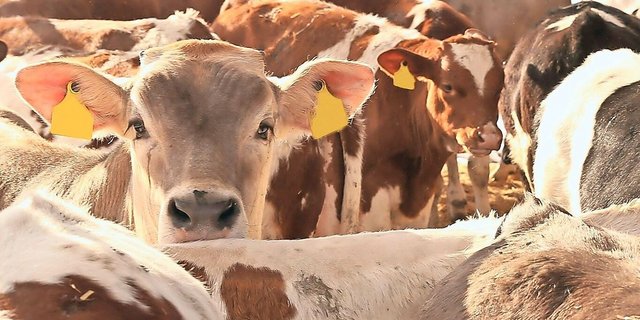Zu viele Kälber am Markt. Aber der Angebotsüberhang wird durch das Ostergeschäft und die Einlagerung abgebaut.