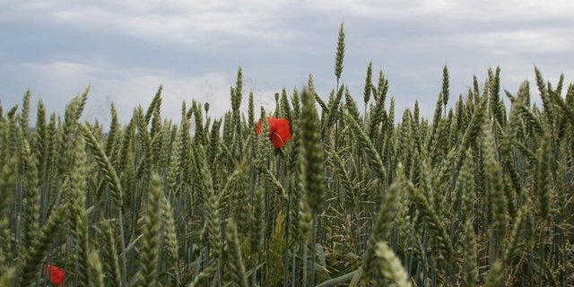 Die Europäische Union will den Anteil an Bio-Flächen erhöhen.. (Bild ji)