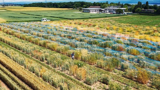 Die Winterweizenversuche am Standort Changins: Explizit mit verschiedener Bodenbearbeitung wird nicht getestet.