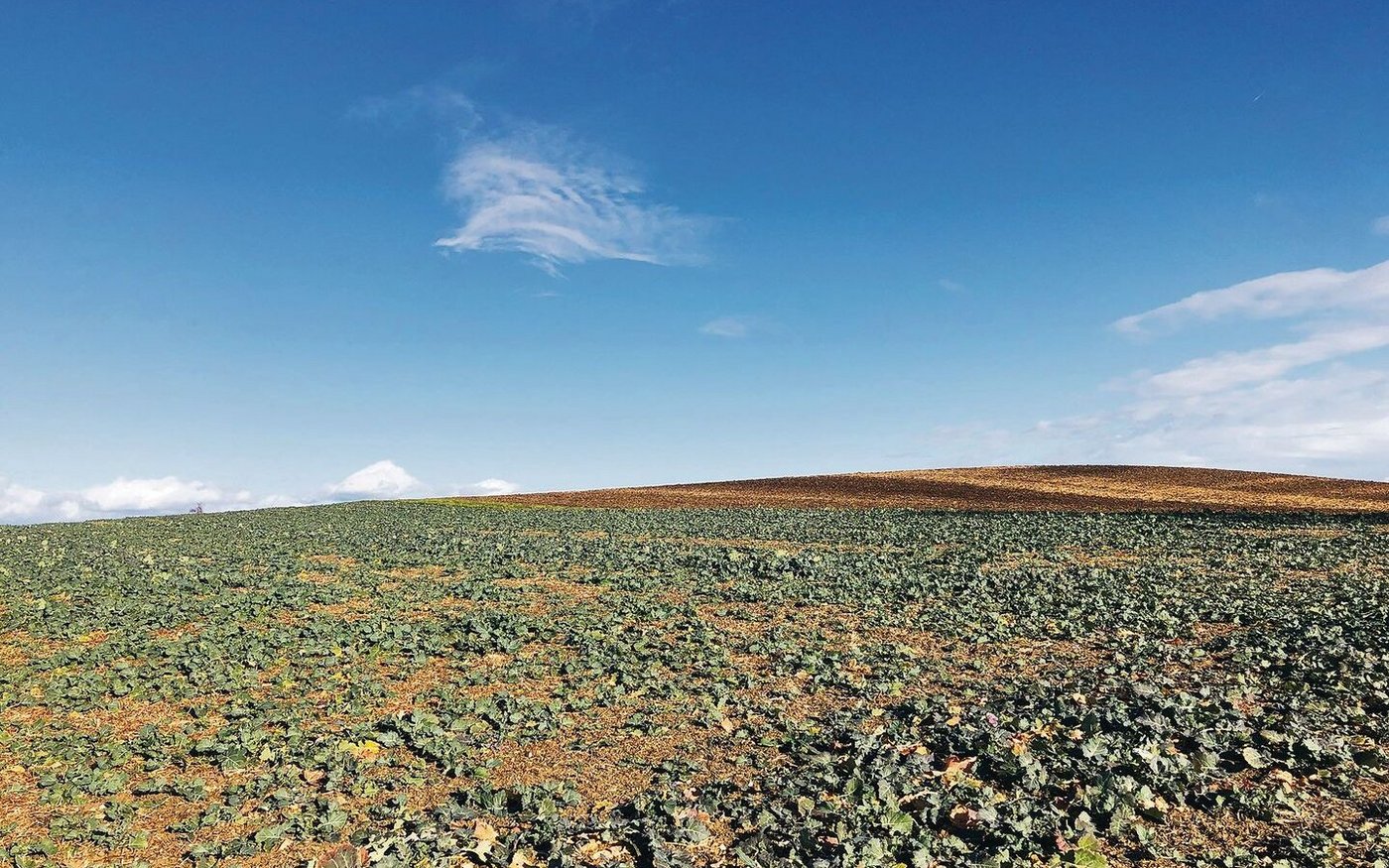 Die Bise hat den Haupteinflug bisher zwar verzögert, die Temperaturkurven für die nächsten Tage zeigen aber ideales Flugwetter für den Rapsstängelrüssler und den Kohltriebrüssler. Anstatt mit Pyrethroiden gegen Schädlinge vorzugehen, kommen alternative Methoden zunehmend infrage. Deren Wirkung wurde mittlerweile von diversen Studien bestätigt.