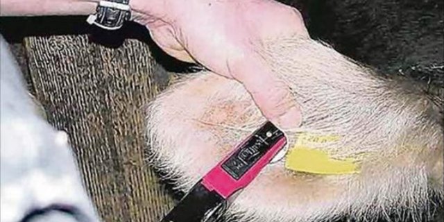 2008 startete das BVD-Ausrottungsprogramm. 2019 wird die Schraube weiter angezogen. (Bild pf)