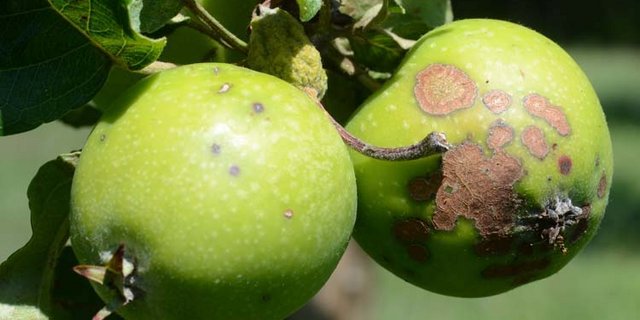 Schon ein einzelner Schorffleck macht Äpfeln als Tafelobst unbrauchbar. Agrometeo macht eine effektive Bekämpfung möglich.. (Foto pflanzenkrankheiten.ch)