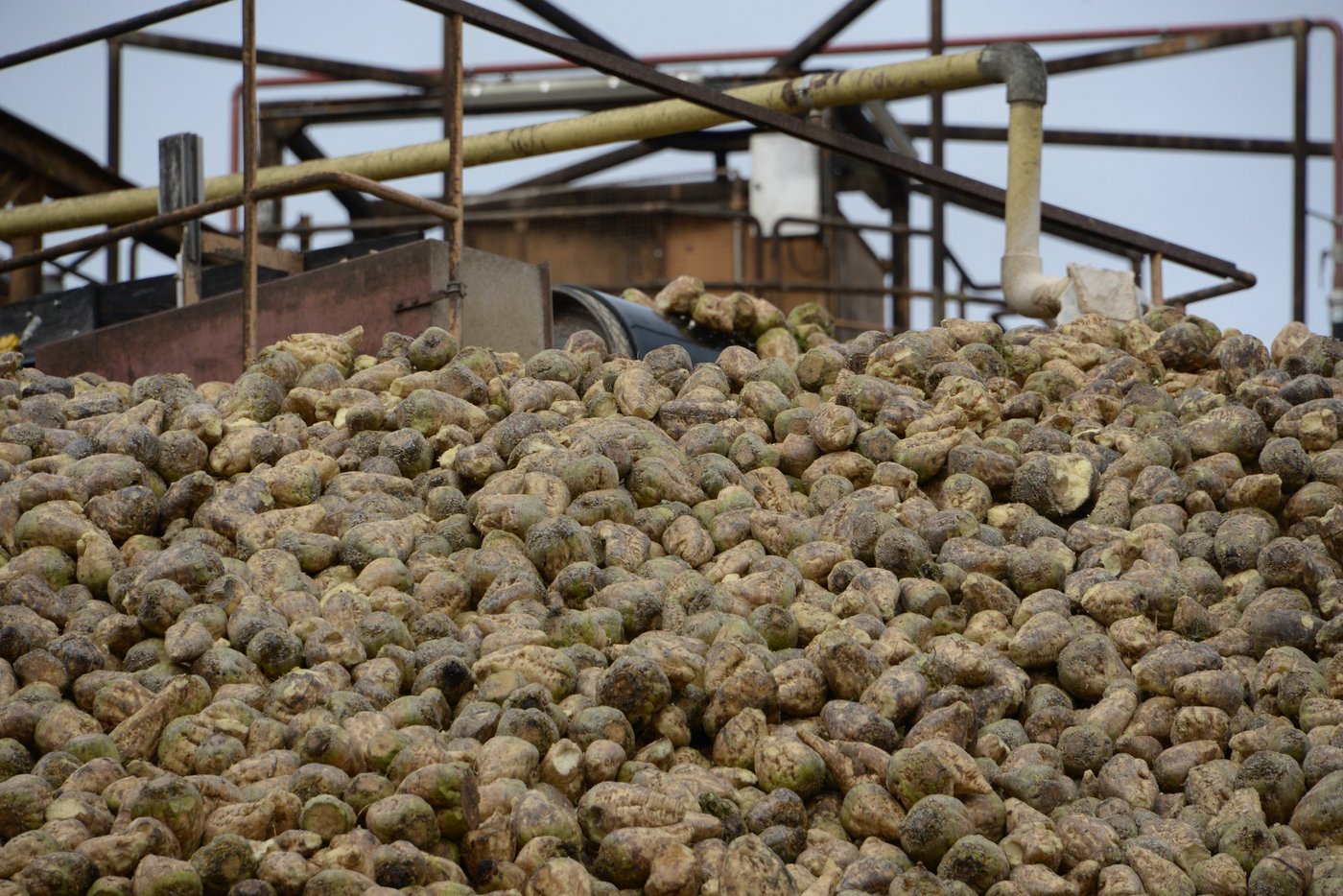 Zuckerrüben-Lager in der Fabrik in Aarberg. (Symbolbild BauZ)