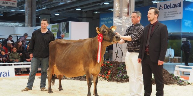 Champion bei den Jersey-Kühen: Schintbühl JE Hovborg Bipi im Besitz von Andreas Barrett aus Ebikon LU. (Bilder chw)