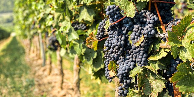 Die Schweiz wurde beim Internationalen Piwi Weinpreis mit neun Spitzenwertungen ausgezeichnet. (Bild Unsplash)