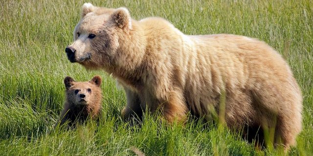 Eine Braunbärin mit ihrem Nachwuchs. Ob sie sich hier gerade vor einem Jäger schützt? (Bild Pixabay)