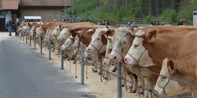 Schlachtkühe sind aktuell gesucht. (Bild BauZ)