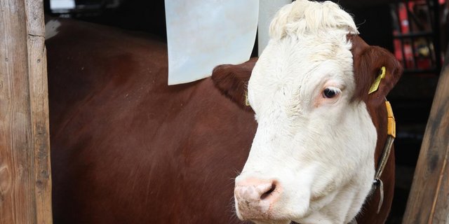 Die Tierbestände in der Schweiz könnten bald kleiner werden. (Bild Ruth Aerni)