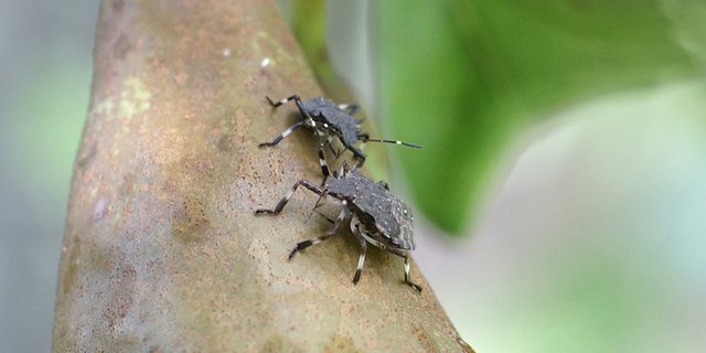 Die marmorierte Baumwanze ist ein Schädling aus Ostasien. Sie wurde 2004 in die Schweiz eingeschleppt. (Bild David Szalatnay, Strickhof)