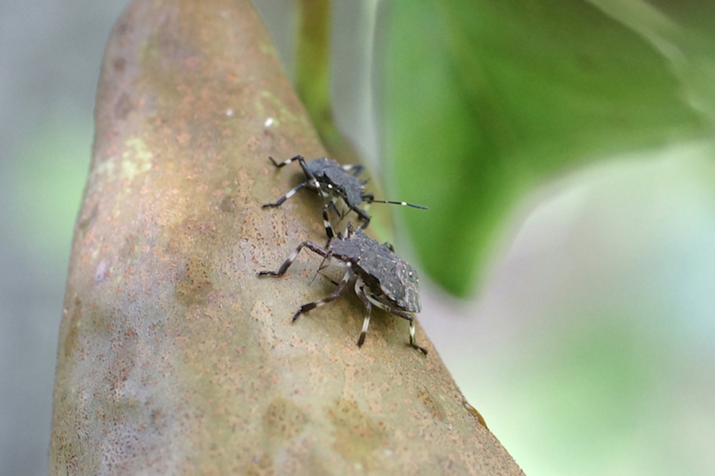 Die marmorierte Baumwanze ist ein Schädling aus Ostasien. Sie wurde 2004 in die Schweiz eingeschleppt. (Bild David Szalatnay, Strickhof)