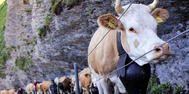 Die meisten Kühe kennen den Weg von der Seilbahnstation «Unter dem Birg» auf das Hochplateau der Engstligenalp. (Bilder zVg)