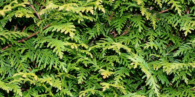 Statt die weit verbreitete Thuja-Hecke, die ein Neophyt ist, können einheimische Sträucher als Sichtschutz gepflanzt werden. (Bilder Pixabay) 