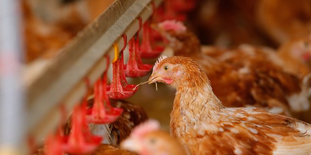 Ob es in der Schweiz Massentierhaltung gibt  in dieser Frage scheiden sich die Geister (Bild Bauz)