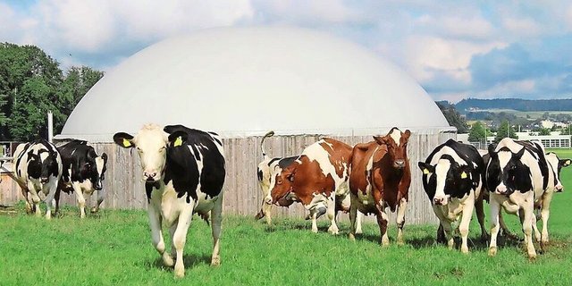 Biogas aus Hofdünger wird wirtschaftlich interessant. Auf dem Markt gibt es Systeme für Kleinanlagen. 