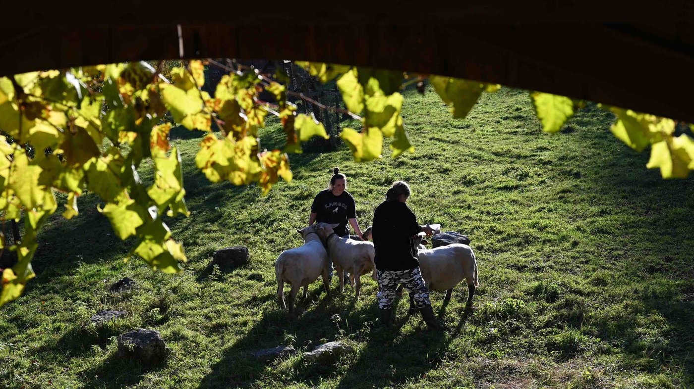 Ronja (l.) und Alexandra (sämtliche Namen der Auszubildenden sind geändert) schauen bei den Schafen vorbei. Alle Lernenden haben ein Ämtli, für das sie die Verantwortung tragen.   (Bilder BauZ/Andrea Wyss)