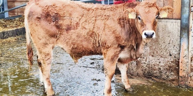 Eine ruhige Arbeitsweise ist optimal, wenn die Kälber geschoren werden müssen.