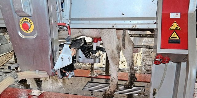 «Unter bestimmten Bedingungen»: Robotermilch für Gruyère AOP sei eine Option, sagt die Forschungsanstalt Agroscope.