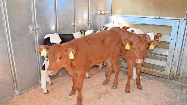 Vor allem beim Verstellen auf einen anderen Betrieb ist eine gute Beobachtung des Tieres unerlässlich, schreibt unser Autor.