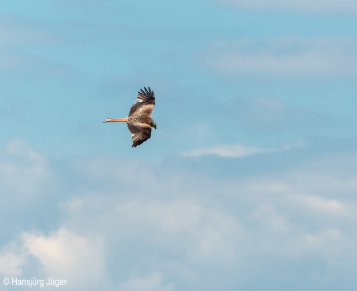 Dieser Greifvogel ist leicht erkennbar und auffällig, frisst aber weder Feldhasen noch viele Mäuse. (Bild hja)