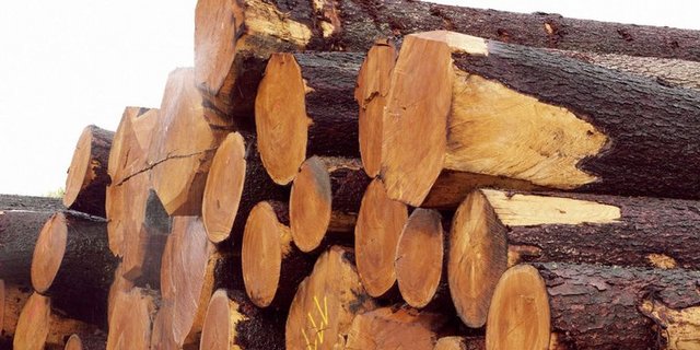 Import von Holz aus illegalem Holzschlag soll verboten werden. (Bild lid)