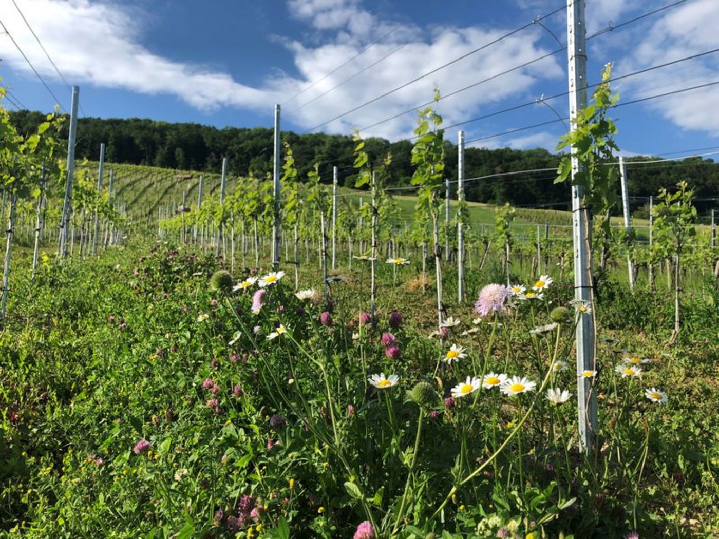 Eine blühende Fahrgasse im Mai 2020 in Oberflachs AG. (Bild Katja Jacot) 