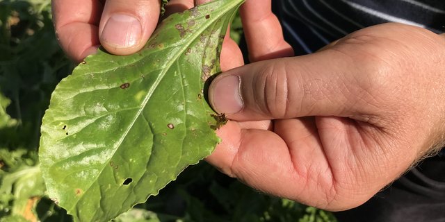 Die Cercospora-Blattfleckenkrankheit gilt als wichtigste Pilzkrankheit in den Zuckerrüben. Sie ist an den 2 bis 3 mm kleinen runden, hellgrauen Flecken mit rotbraunem Rand erkennbar. (Bild BauZ)