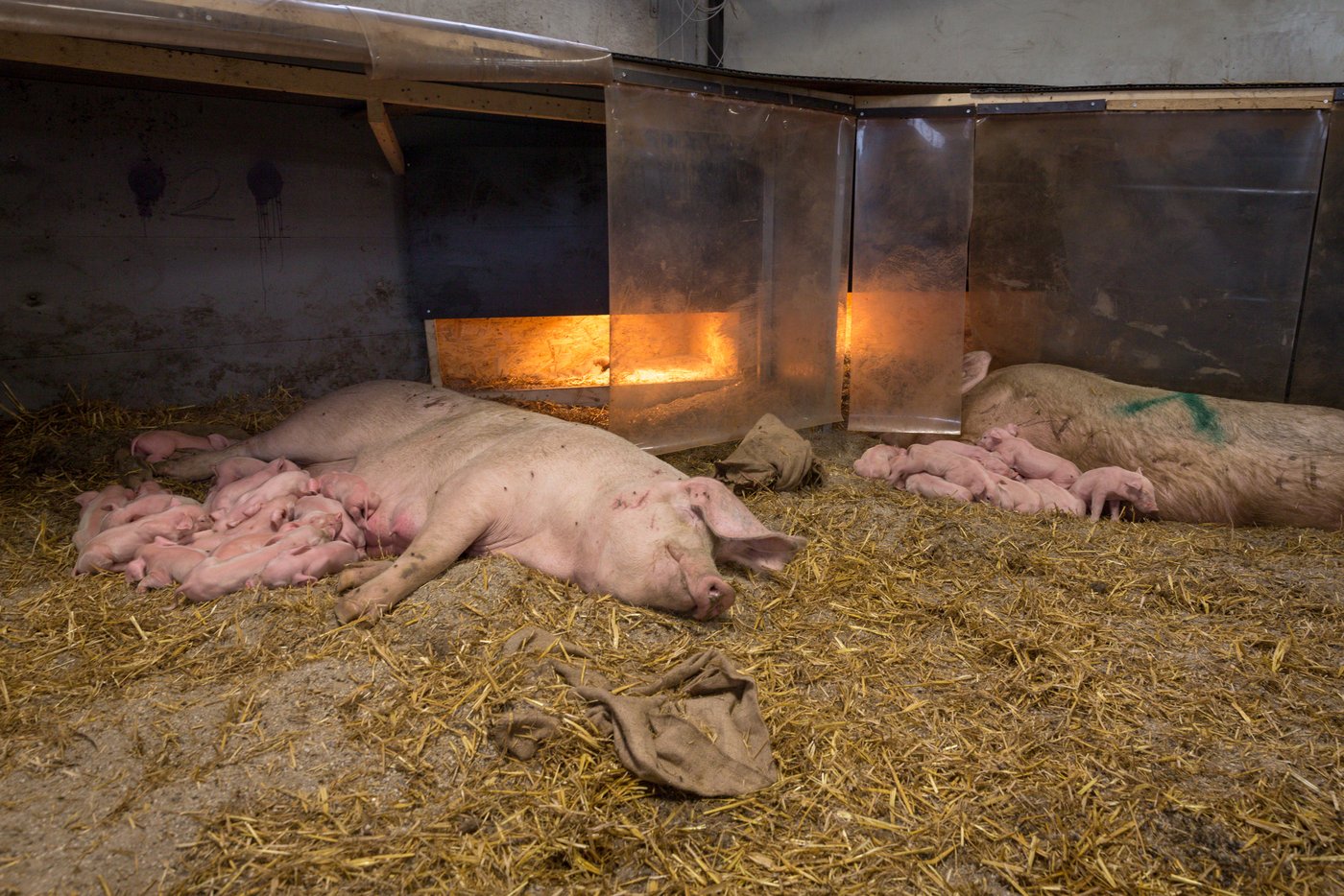 Mehrere Sauen teilen sich gemeinsam mit ihren Ferkeln ein Quartier. Die Ferkel können sich von Geburt an wurfübergreifend mischen. (Bild WUR)