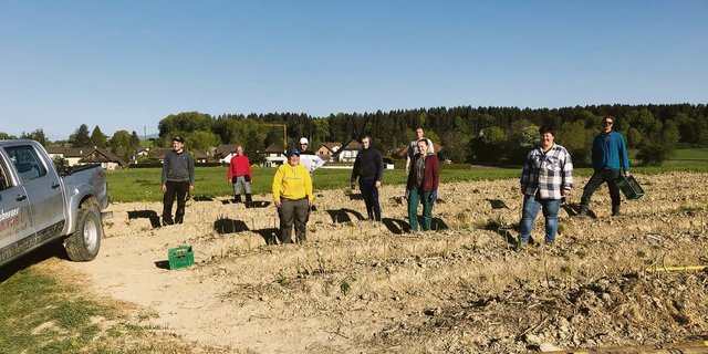 Der Leinacherhof in Seeberg sticht heuer nebst mit polnischen auch mit Schweizer Helfern Spargeln. Die erste Bilanz fällt positiv aus. (Bilder zVg)