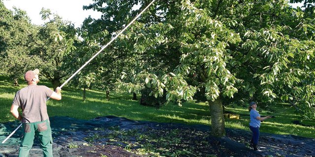 Das Bild wird dieses Jahr selten sein. In bedeutenden Anbauregionen für Brennkirschen und Brennzwetschgen im Fricktal und im Raum Küssnacht tragen viele Bäume kaum Früchte. (Archivbild js)