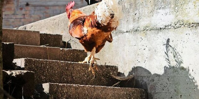 Wenn die alte Generation abtritt, muss die neue nicht unbedingt aus derselben Familie stammen.