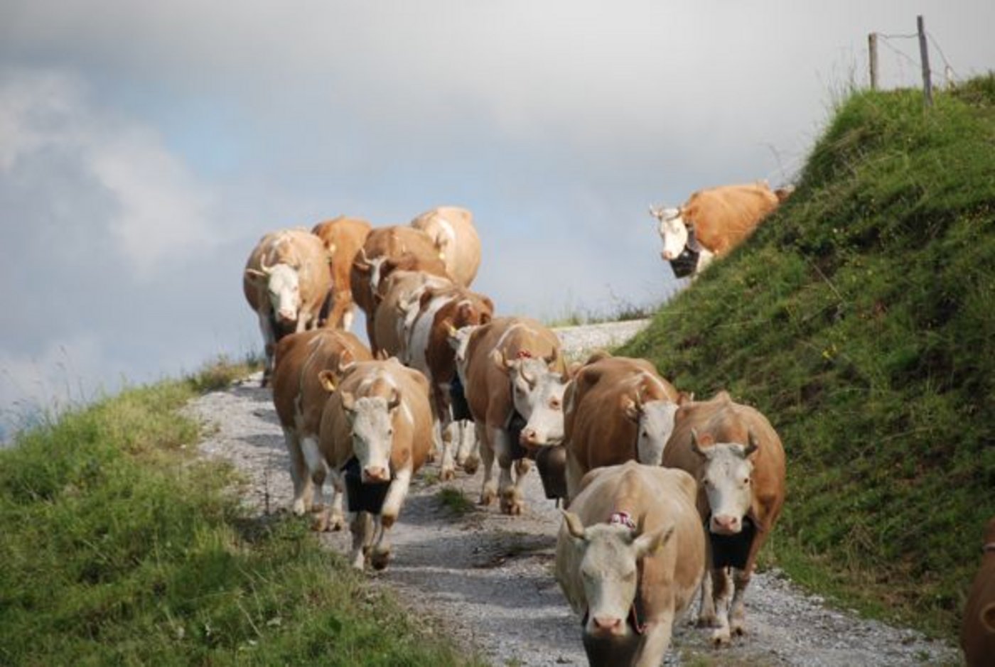 Auch dieses Jahr sieht man wiederum eindrückliche Alpauffahrten. (Bild Peter Fankhauser)